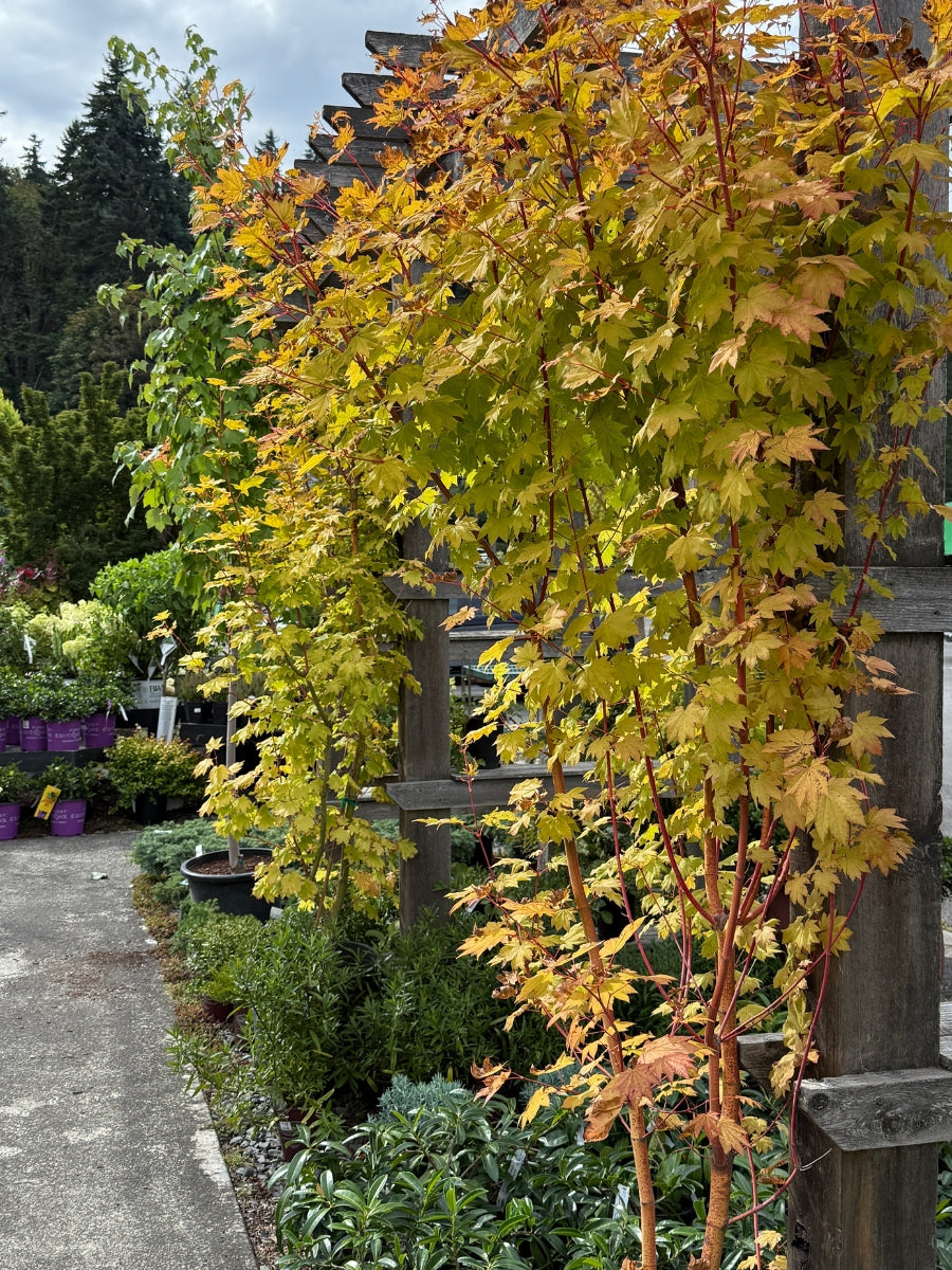 Acer Pacific Fire | Vine Maple